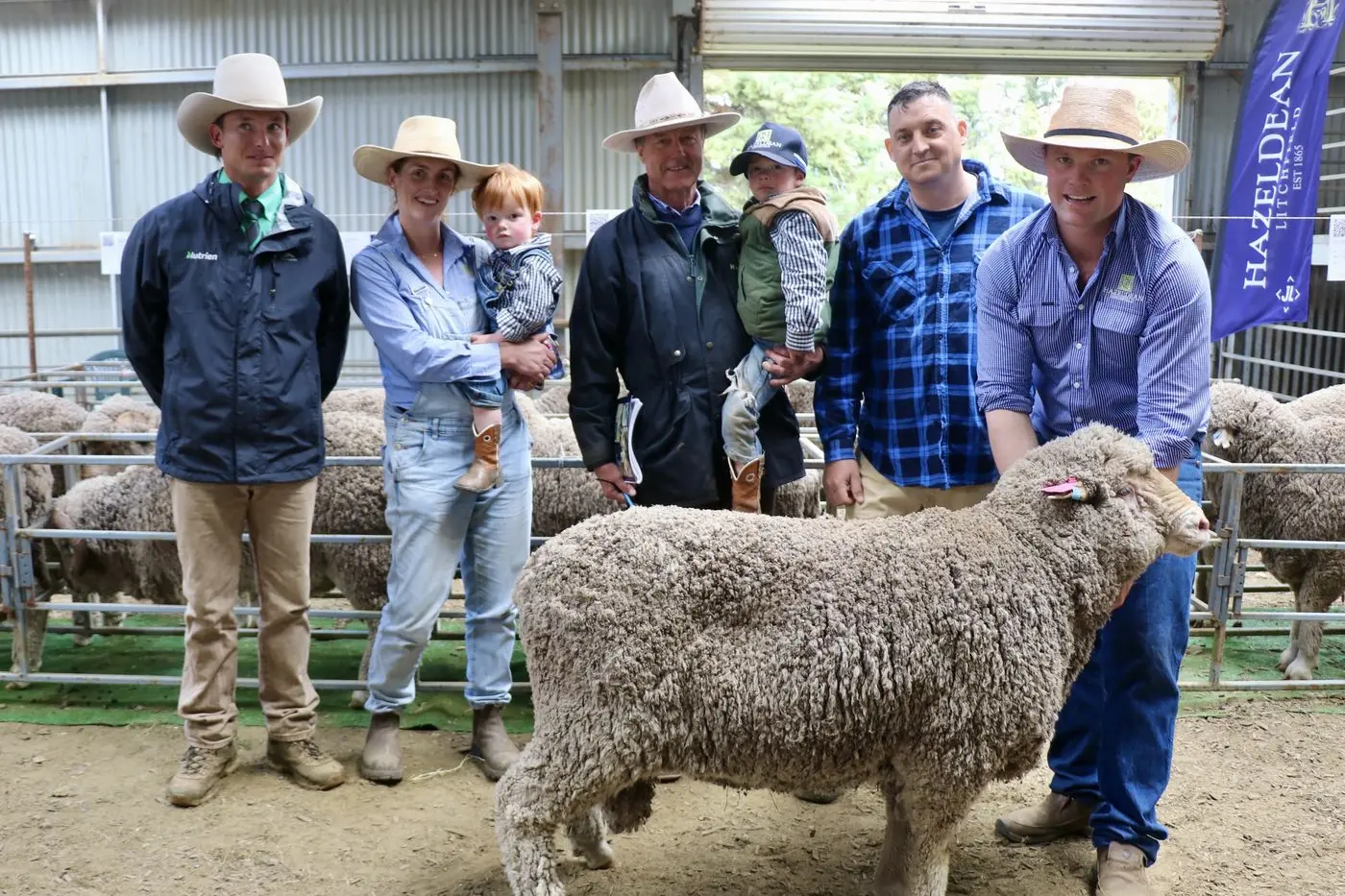 BLOODLINE: Hazeldean Merino rams are highly sought after. Pictured is the top-priced ram at $10,000 from the 2024 sale.  PHOTO: Melinda Cairns Hack