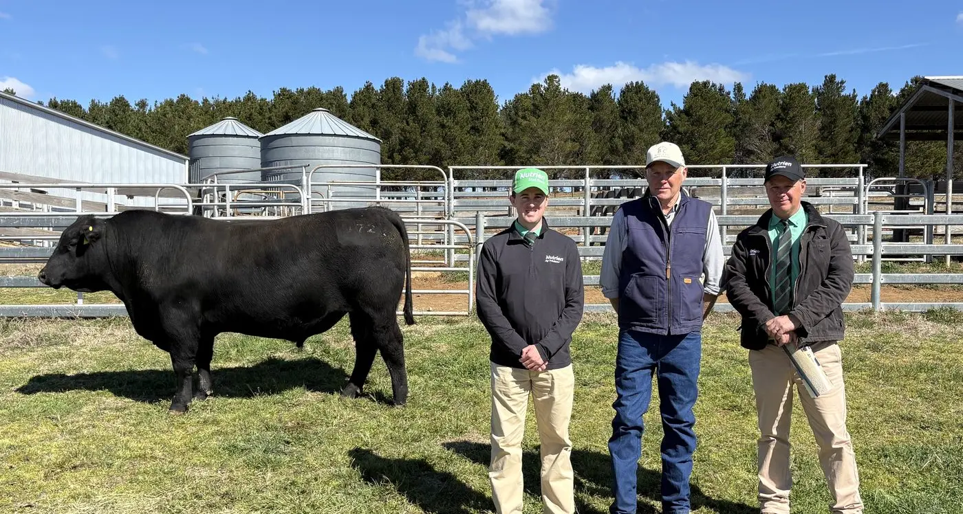 Rosskin Angus bulls impress repeat buyers