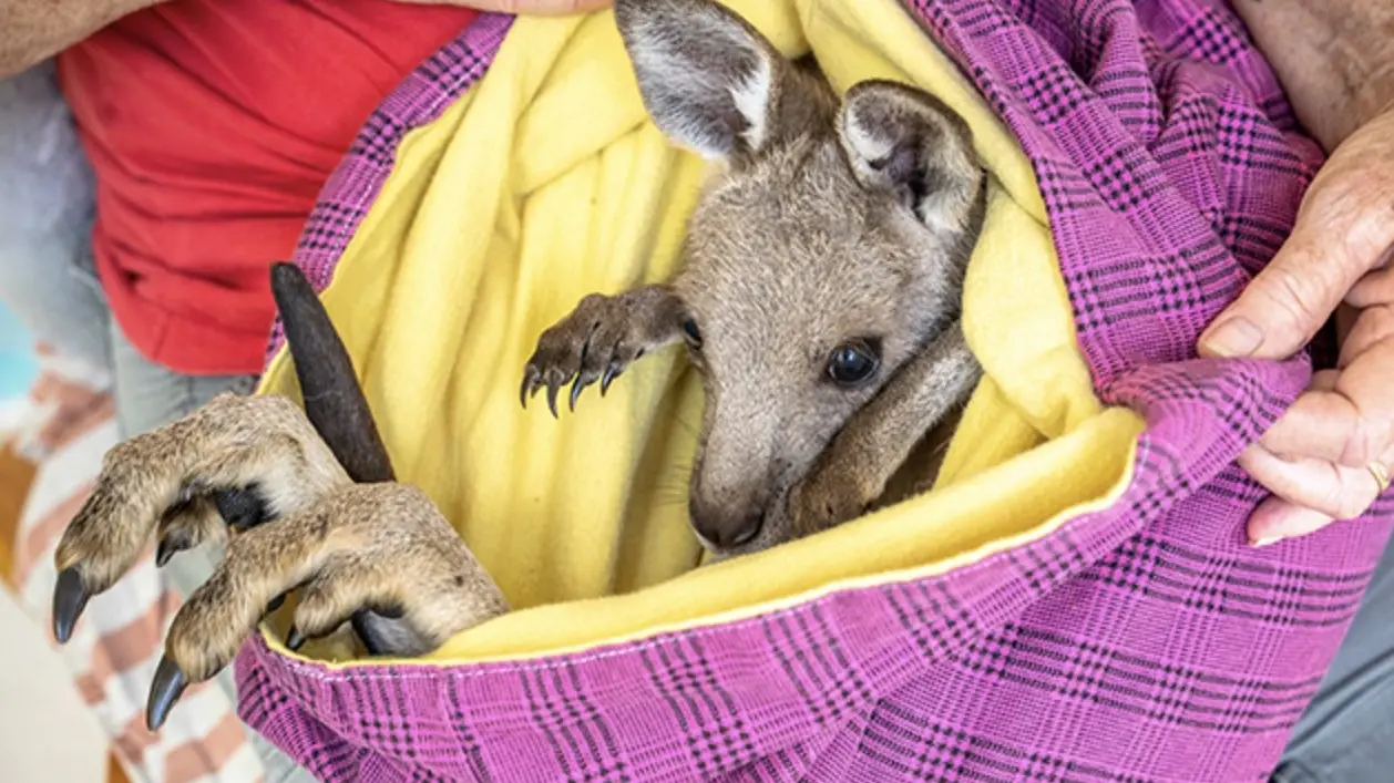 LAOKO members continue to care