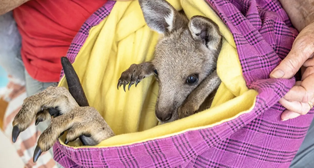 LAOKO members continue to care