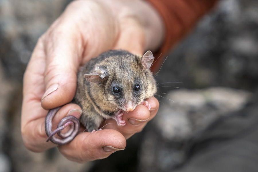 Pygmy Possum fights for survival