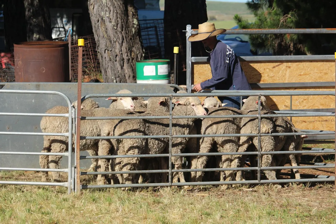 TEAMWORK: The yard dog trials start at 8am on show day. The close bond between handler and dog is on show. Dean Incher (not pictured) is the dog trial steward. PHOTOS: Monaro Media Group
