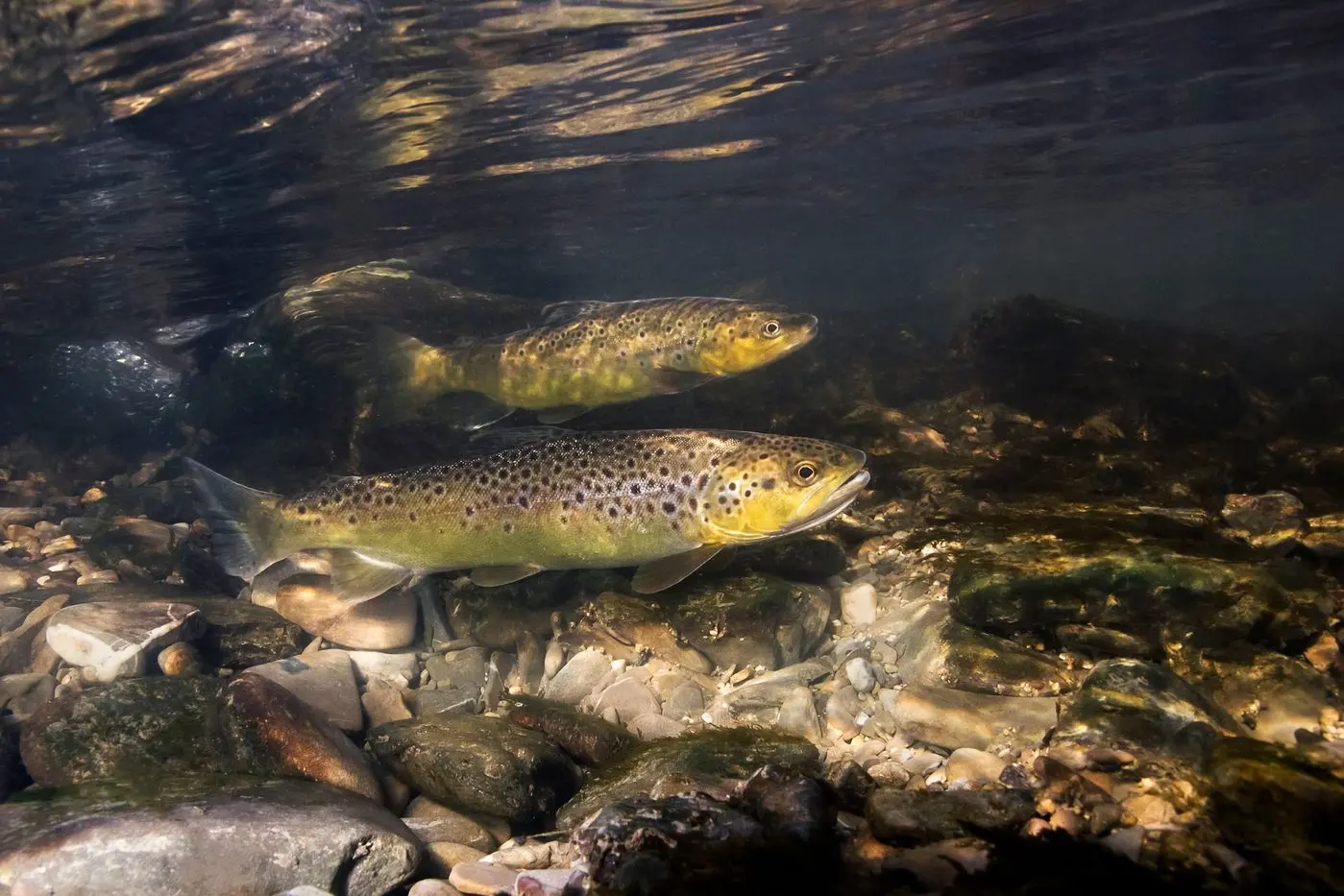FISHING: The annual trout fishing spawning stream rules are in place until Monday June 10 in the Thredbo and Eucumbene Rivers. PHOTO: Supplied