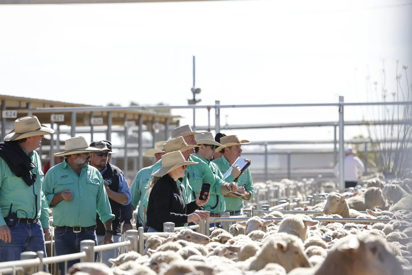 LIVESTOCK: Another significant yarding at the Wagga Wagga sheep sale last week saw an increase of 2,000 new season lambs. PHOTO: Jane Worner