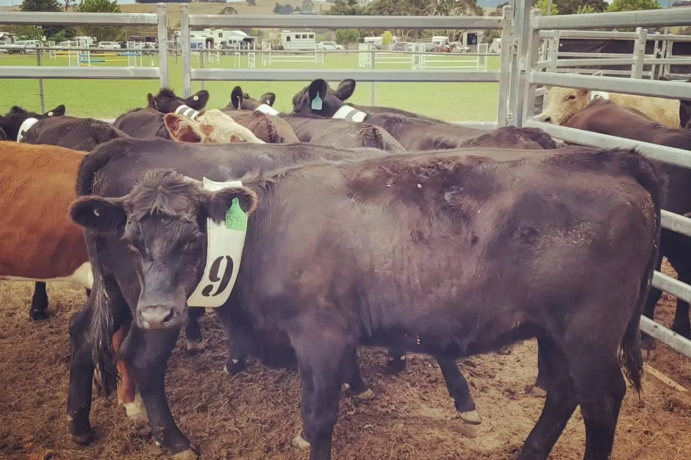 BUSY: The Delegate Show schedule is out and has all the information you need to know about exhibiting and making sure you do not miss any of the action. PHOTOS: Supplied