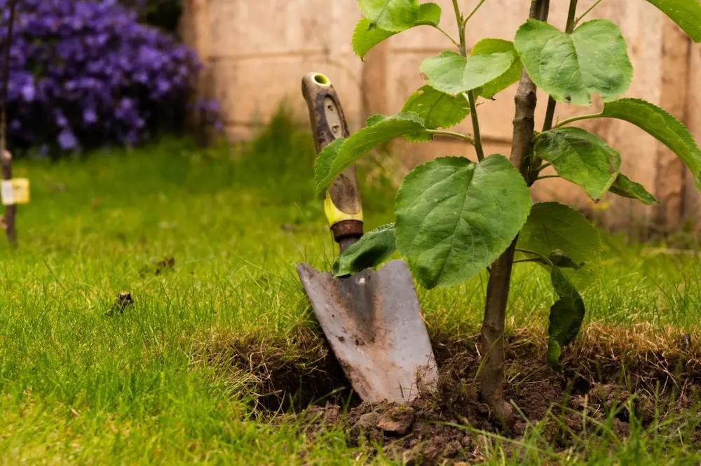 PLANNING: Have you thought about adding fruit trues into your garden. Head along to your nearest gardening centre or community garden to learn more. PHOTO: File