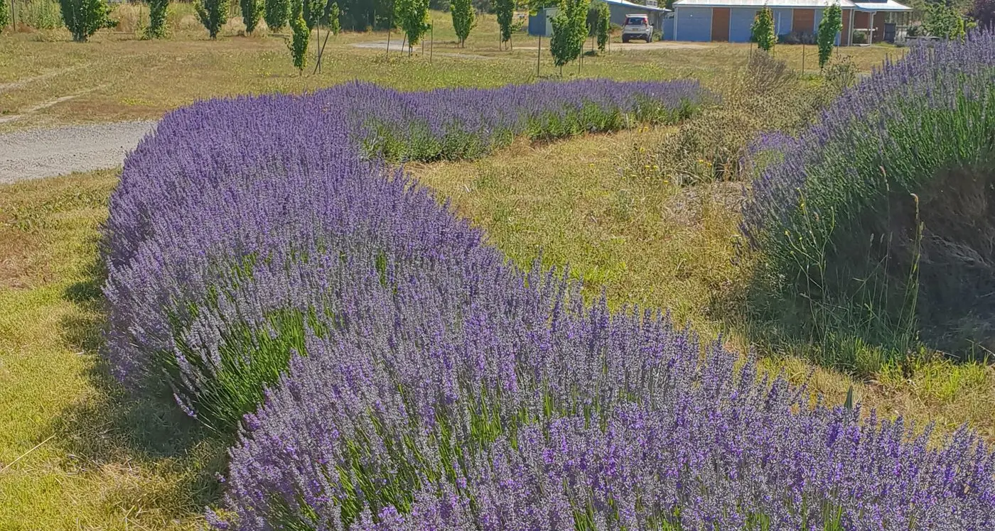 Celebrate all things lavender