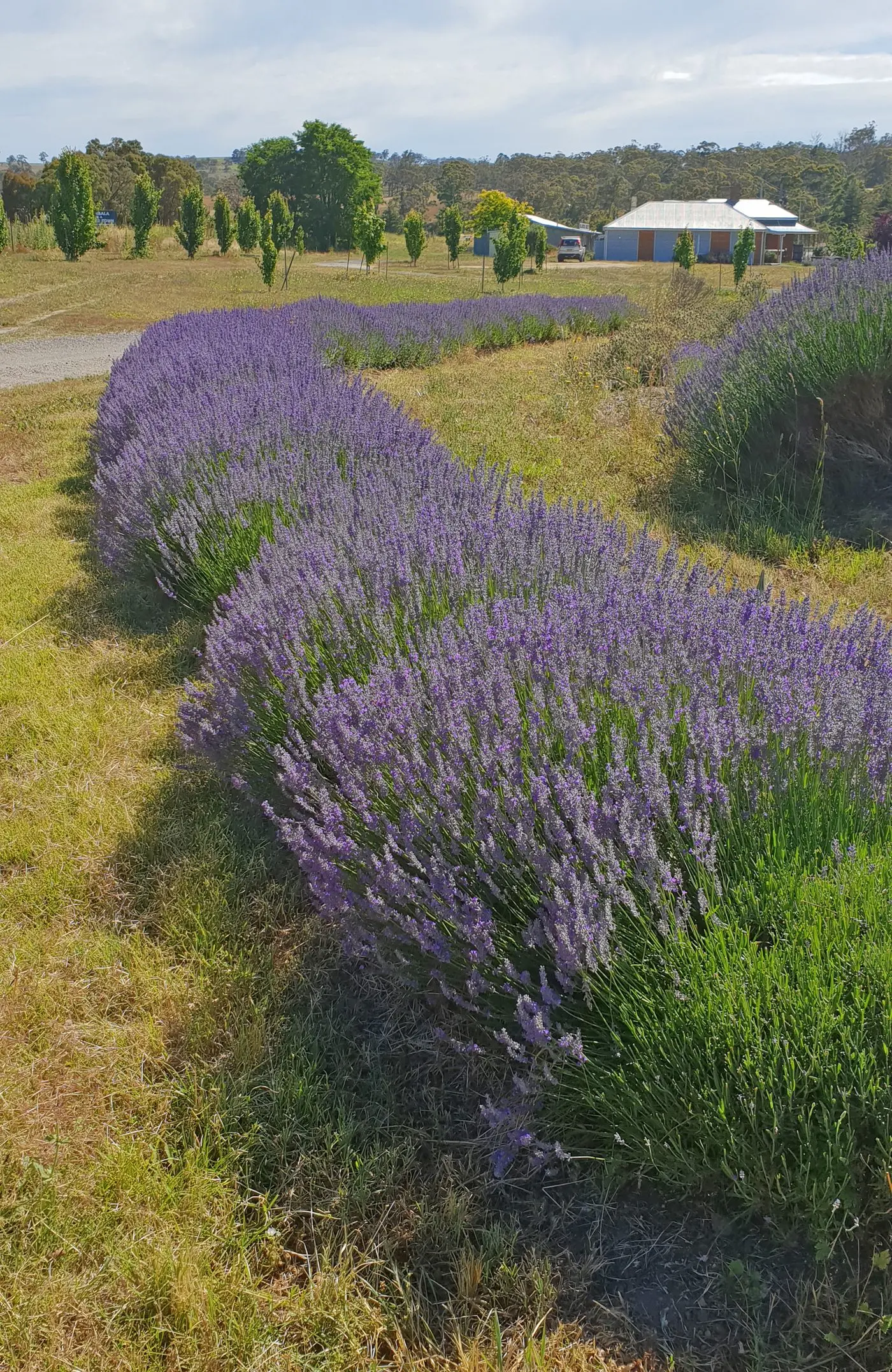 CELEBRATIONS: The Monaro Country Lavender Co-op is celebrating 30-years of growing and promoting lavender products in the region.