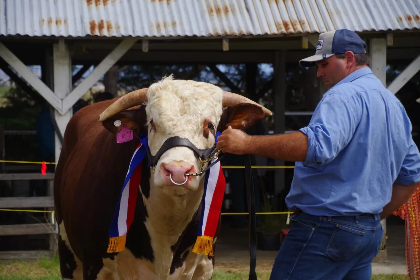 LIVESTOCK: The district\\'s cattle producers are looking forward to this year\\'s Delegate Show. Greg Alcock of Greenland (pictured) is a Delegate Show regular. PHOTOS: Monaro Media Group