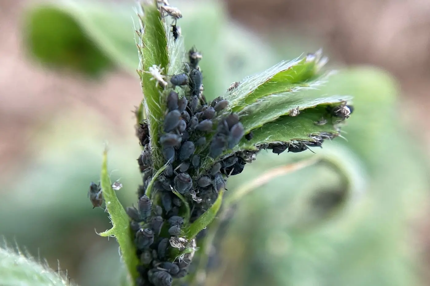 PESTS: It is believed that cowpea aphids (Aphis craccivora) contain a photodynamic fluorescent pigment that causes photosensitisation in stock after they directly consume the aphids whilst grazing on the pasture. PHOTOS: SE Local Land Services