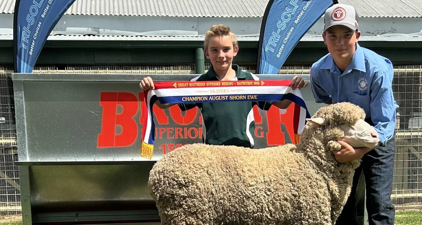 Greenland Merino Stud's history making year