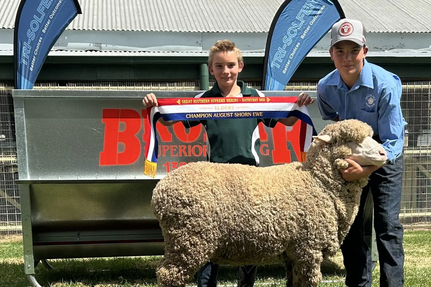 WINNERS: Tom and Ben Alcock show off their prize winning champion August shorn ewe at the Great Southern Supreme Merino in Bathurst this year. PHOTO: Greenland Merino Stud