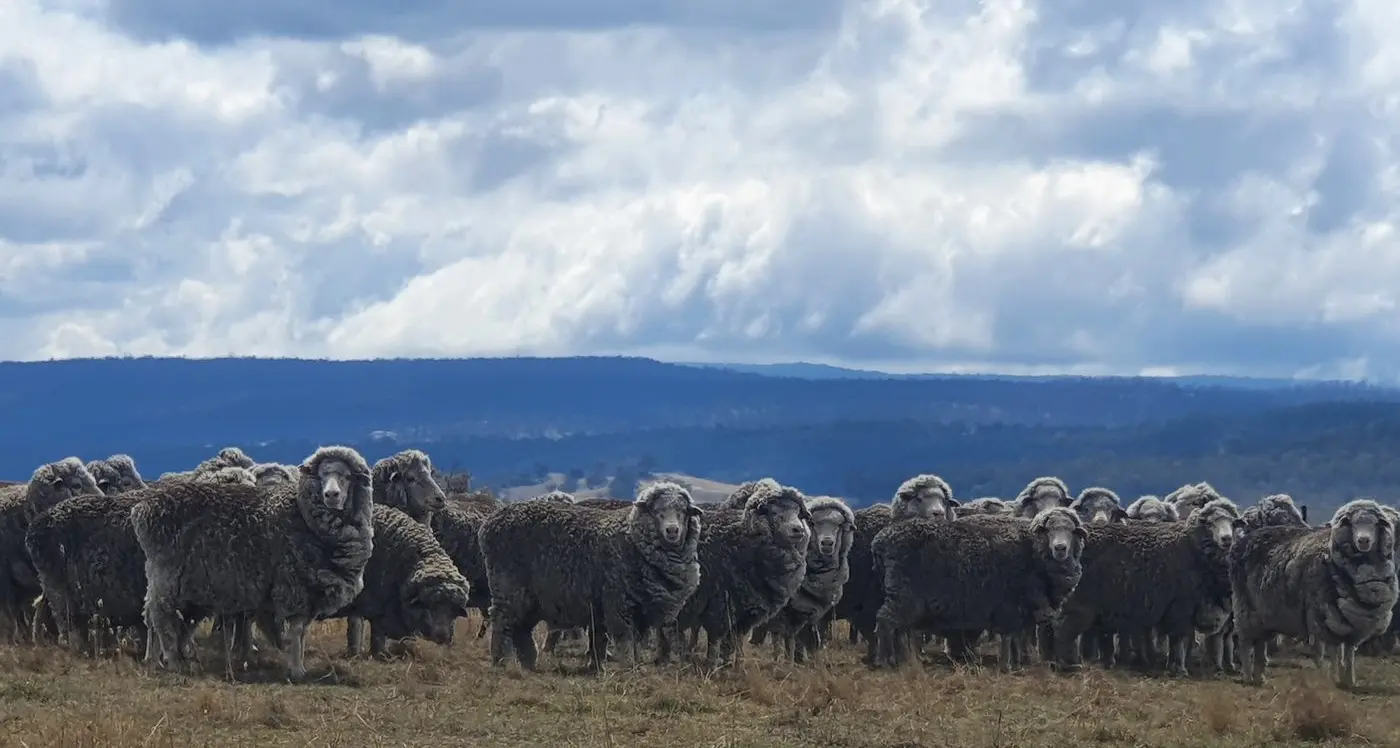 Barrons pleased with Adina rams on offer