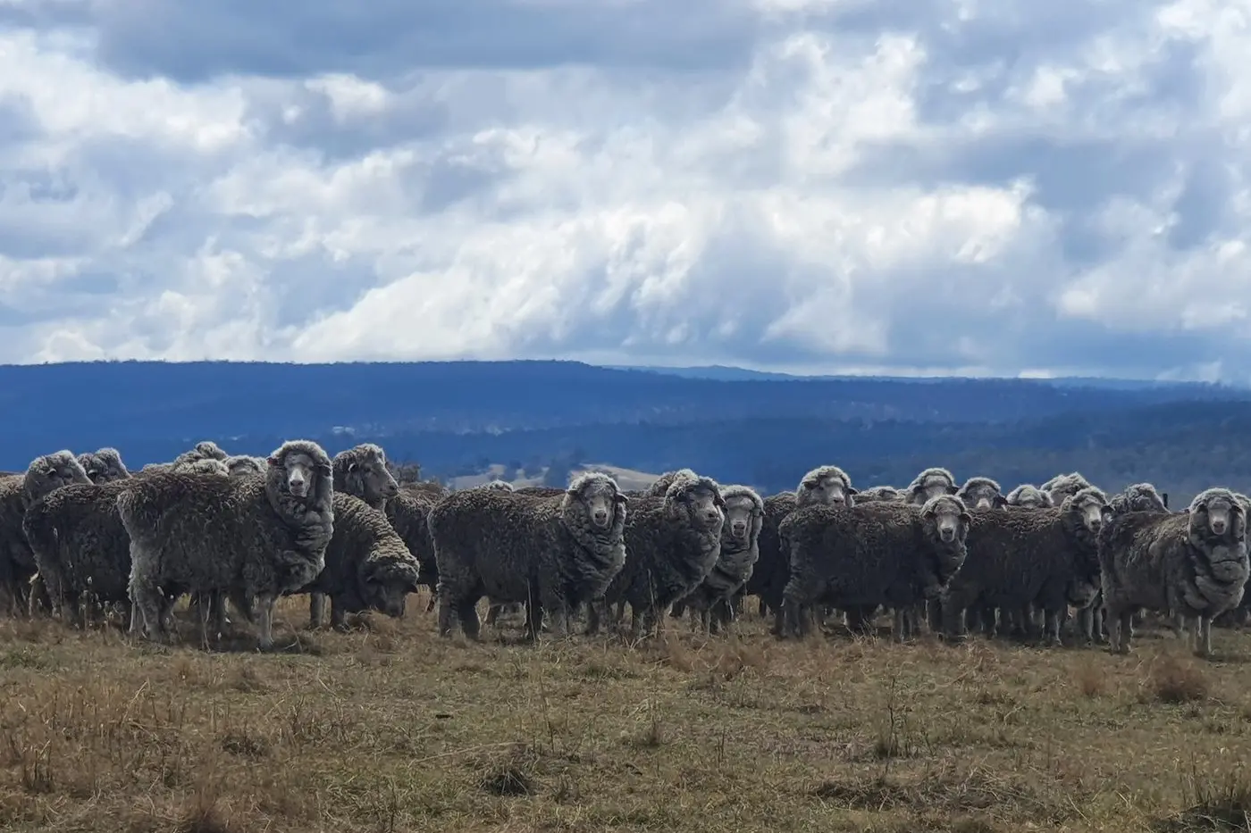 RAM SALES: The Adina Merino Stud at Peak View, owned by the Barron family, is preparing for a busy season. PHOTO: Adina Merino Stud