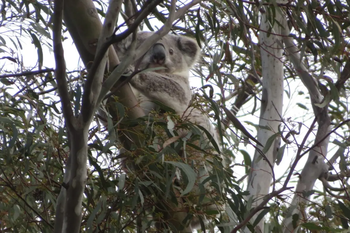SPOTTED: A koala is sighted by members of the Geehi Bushwalking Club in the Coornartha Nature Reserve during the club\\'s latest walk. PHOTO: Geehi Bushwalking club