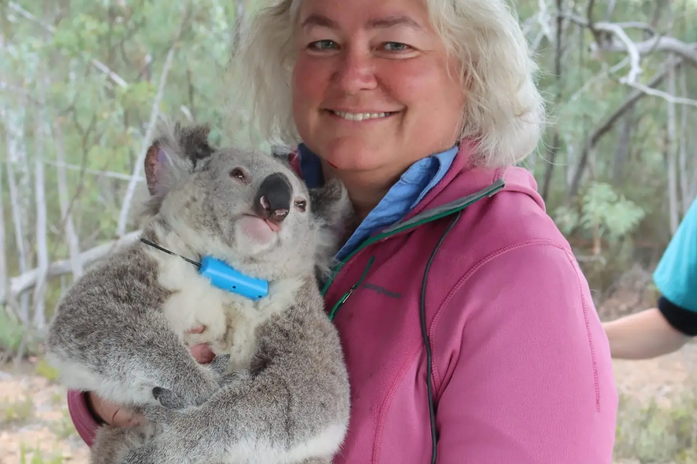 RESEARCH: NSW Koala Strategy Regional Partnerships officer \\u2013 Southern Tablelands, Dr Sally Miller, with a large female koala.\\nPHOTOS: Dr Sally Miller, NSW DCCEEW