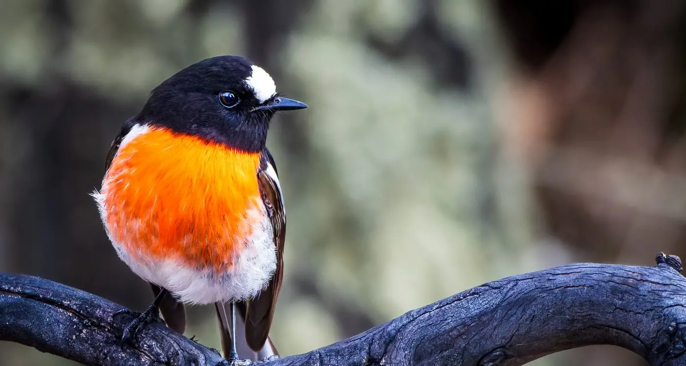 Birding weekend to celebrate local species