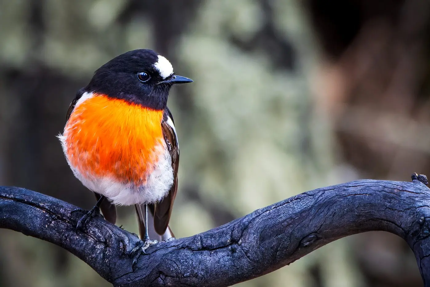 BIRD WATCHING: A big weekend of bird watching events is scheduled in October. \\nA male Scarlet Robin - the image was Photo was captured on an afternoon walk at Cooma North Ridge Reserve in late July.\\nPHOTO: David Alexander