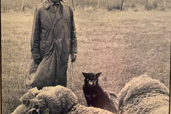 SUPPORT: The Cecil Brown Scholarship has re-launched to support the next generation of sheep and wool leaders. Cecil was a highly regarded Monaro sheep man, PHOTO: Supplied