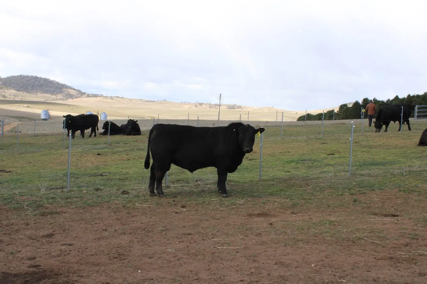 Rosskin Hector sold for the highest price at the Rosskin Angus Bull Sale.