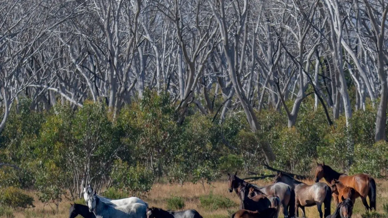 Mixed reactions to Wild Horse bill repeal