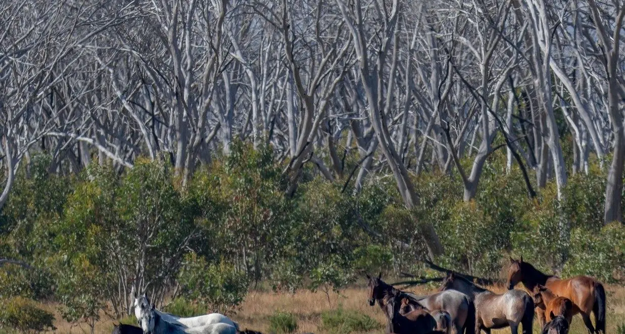 Mixed reactions to Wild Horse bill repeal