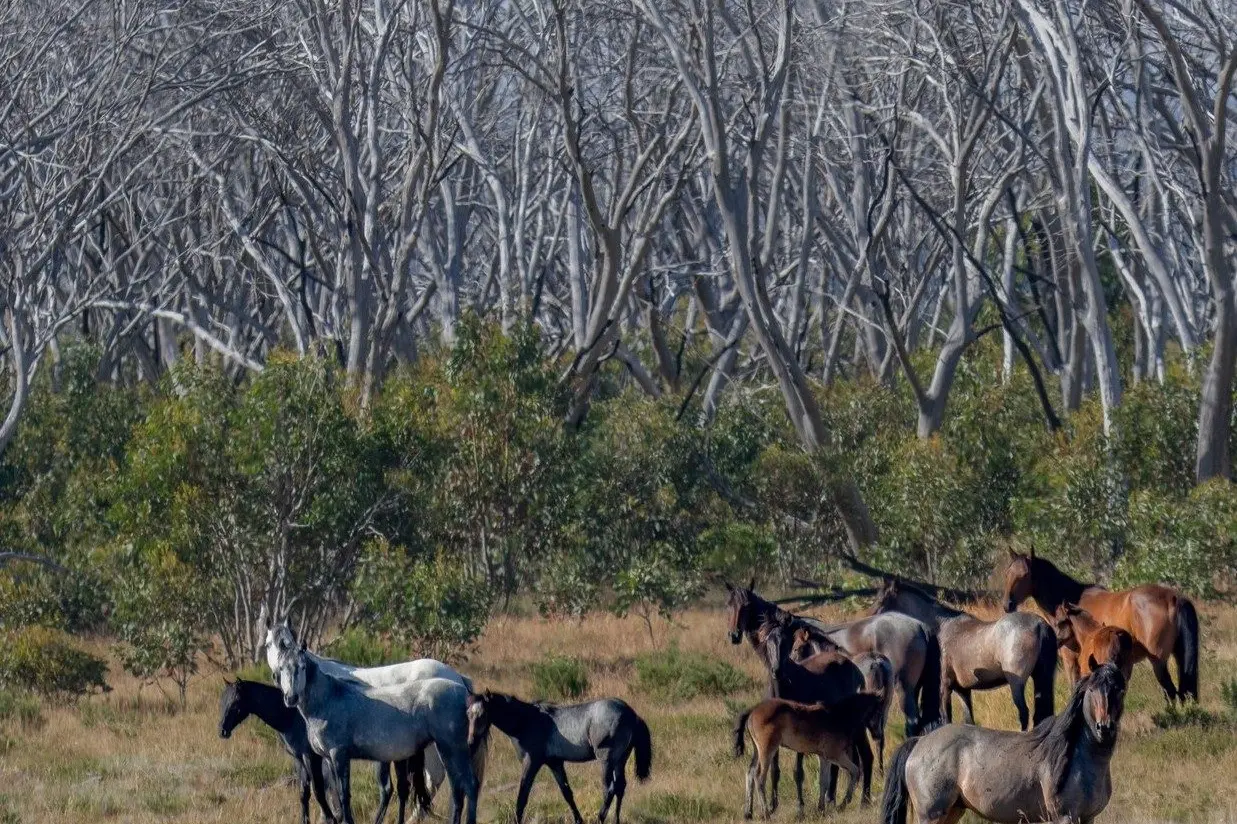 GOVERNMENT: The NSW lower house passed the Kosciuszko Wild Horse Repeal Bill last week, which has prompted mixed reactions in the community. PHOTO: Ian Brown