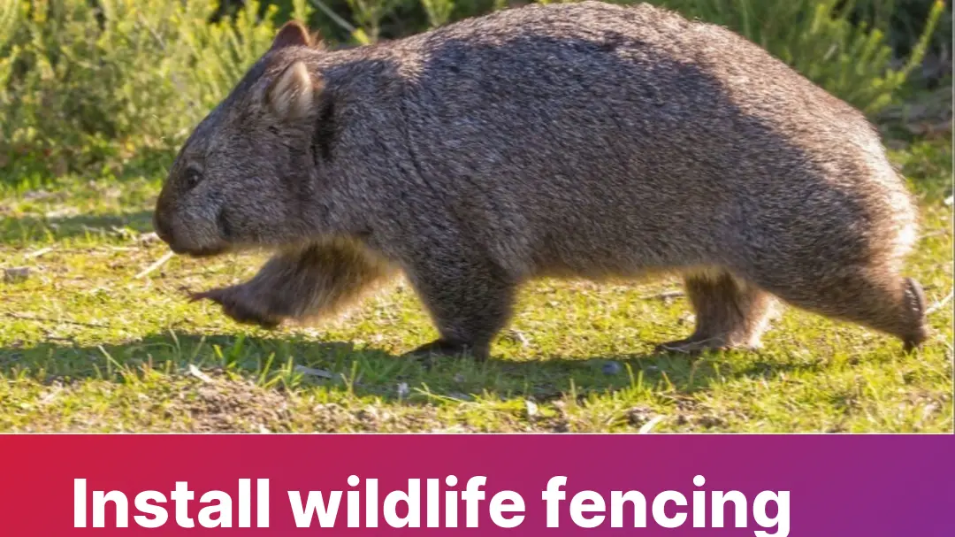 More support for wildlife fencing along Monaro Highway needed