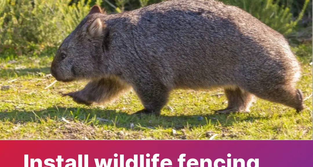More support for wildlife fencing along Monaro Highway needed
