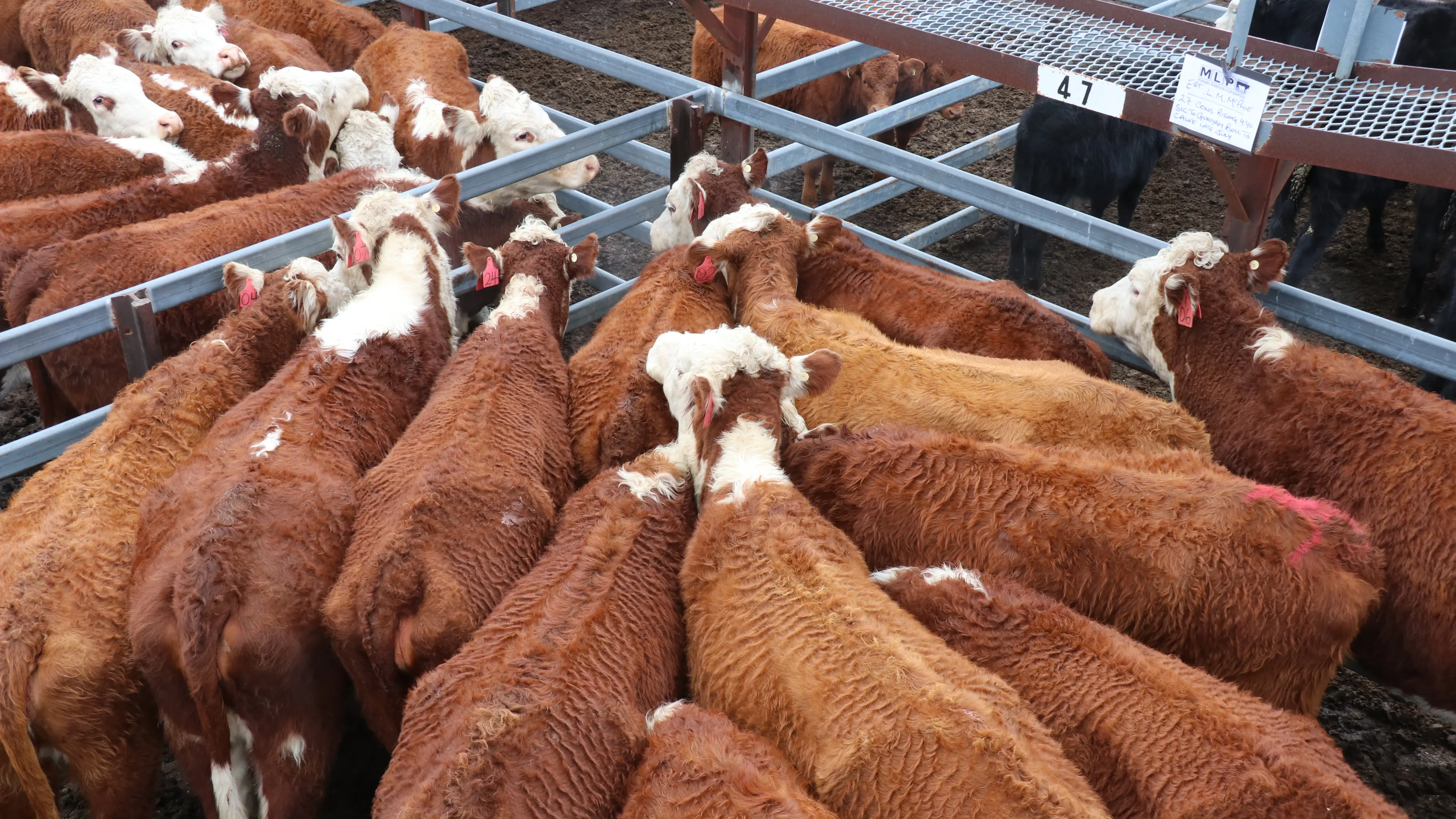 Decline in Wagga Wagga cattle sale numbers