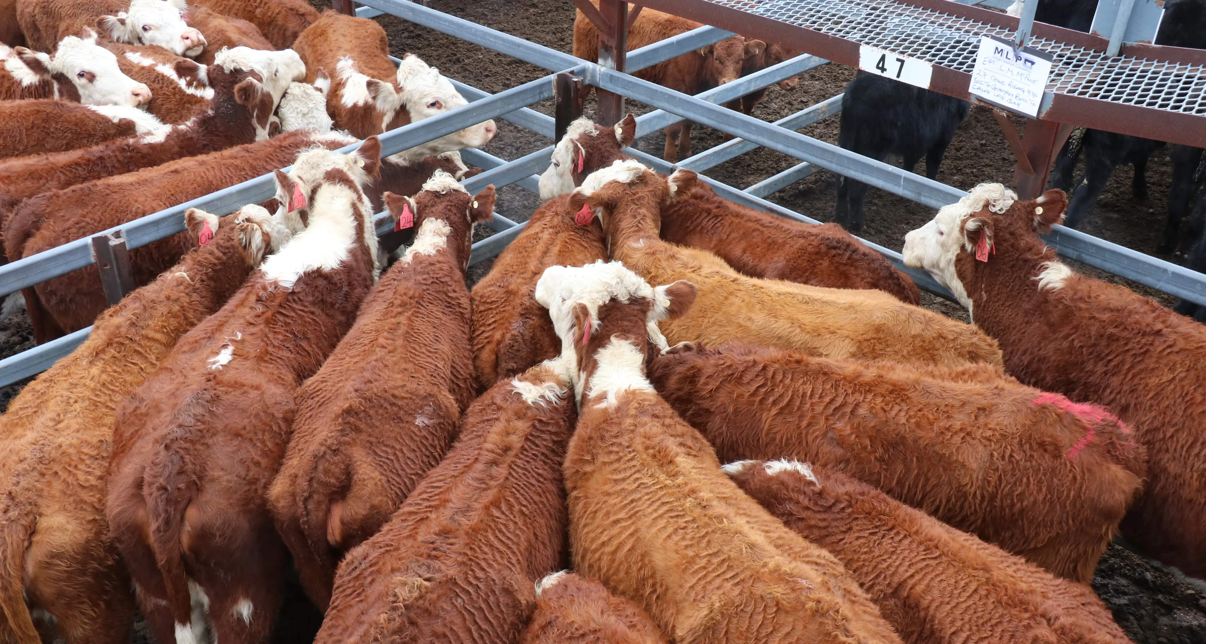 Decline in Wagga Wagga cattle sale numbers