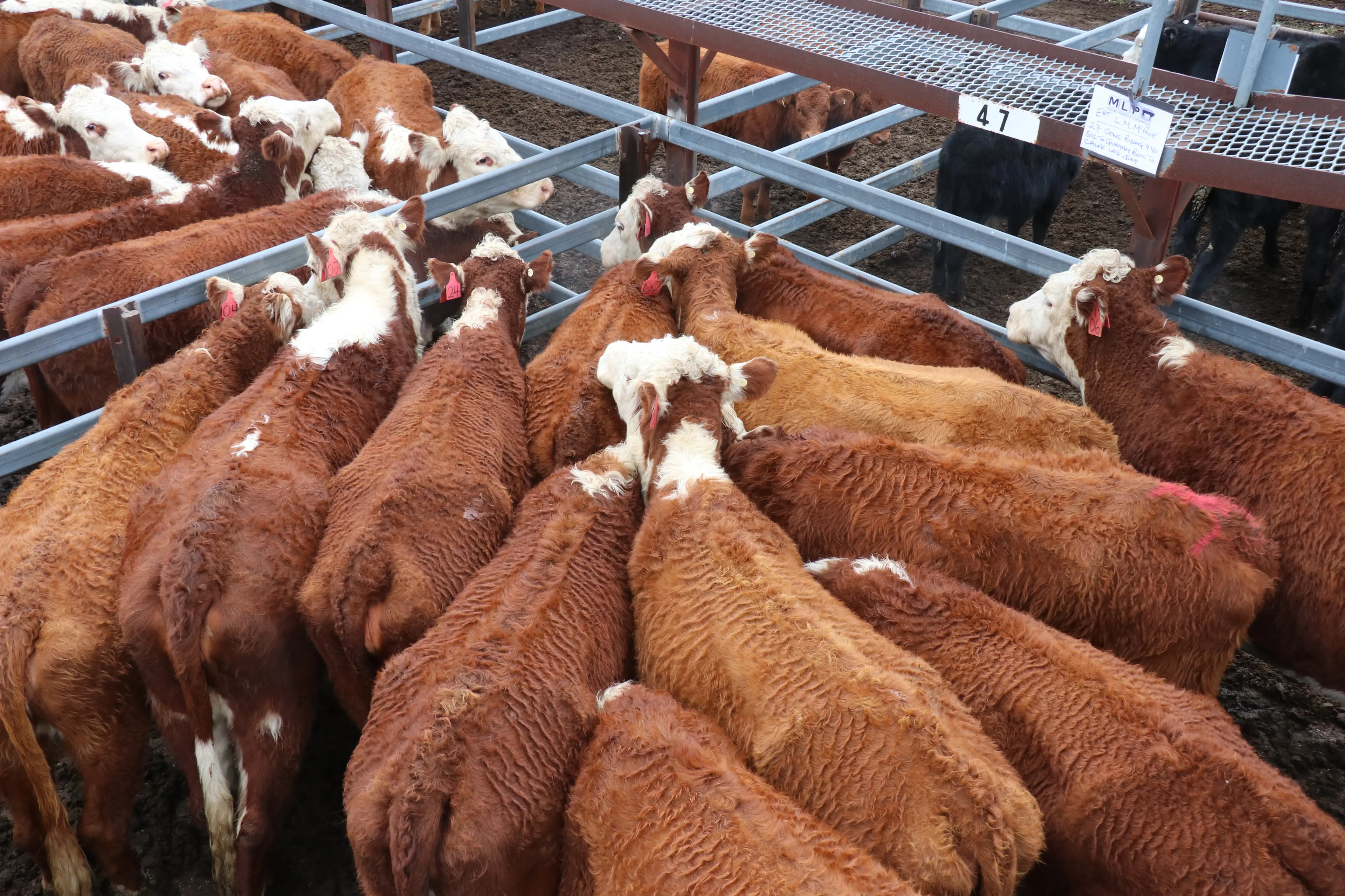 <p>LIVESTOCK: The Wagga Wagga cattle sale on October 27 yarded 3800. </p>\\n