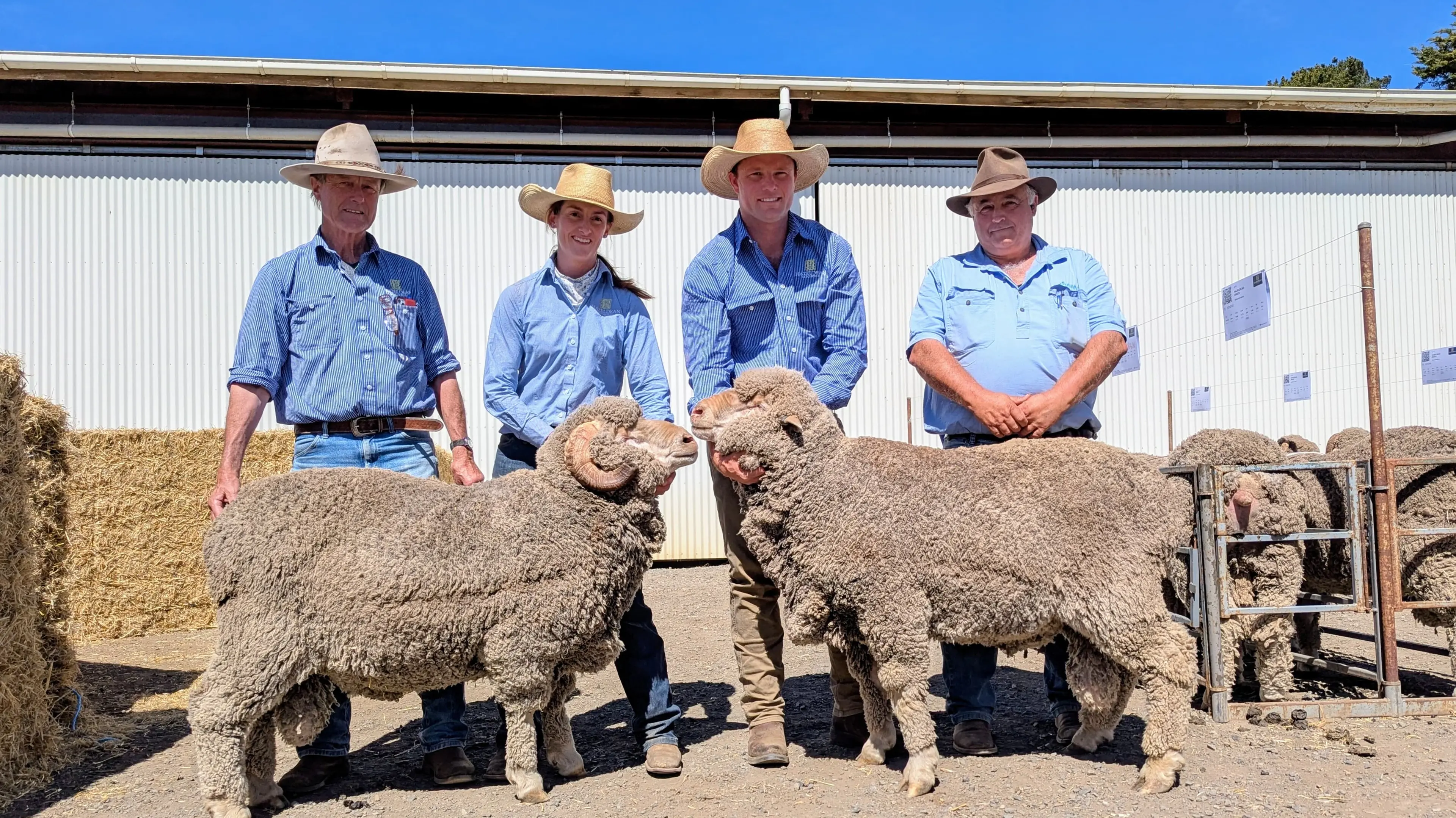 Snowy Monaro livestock market update