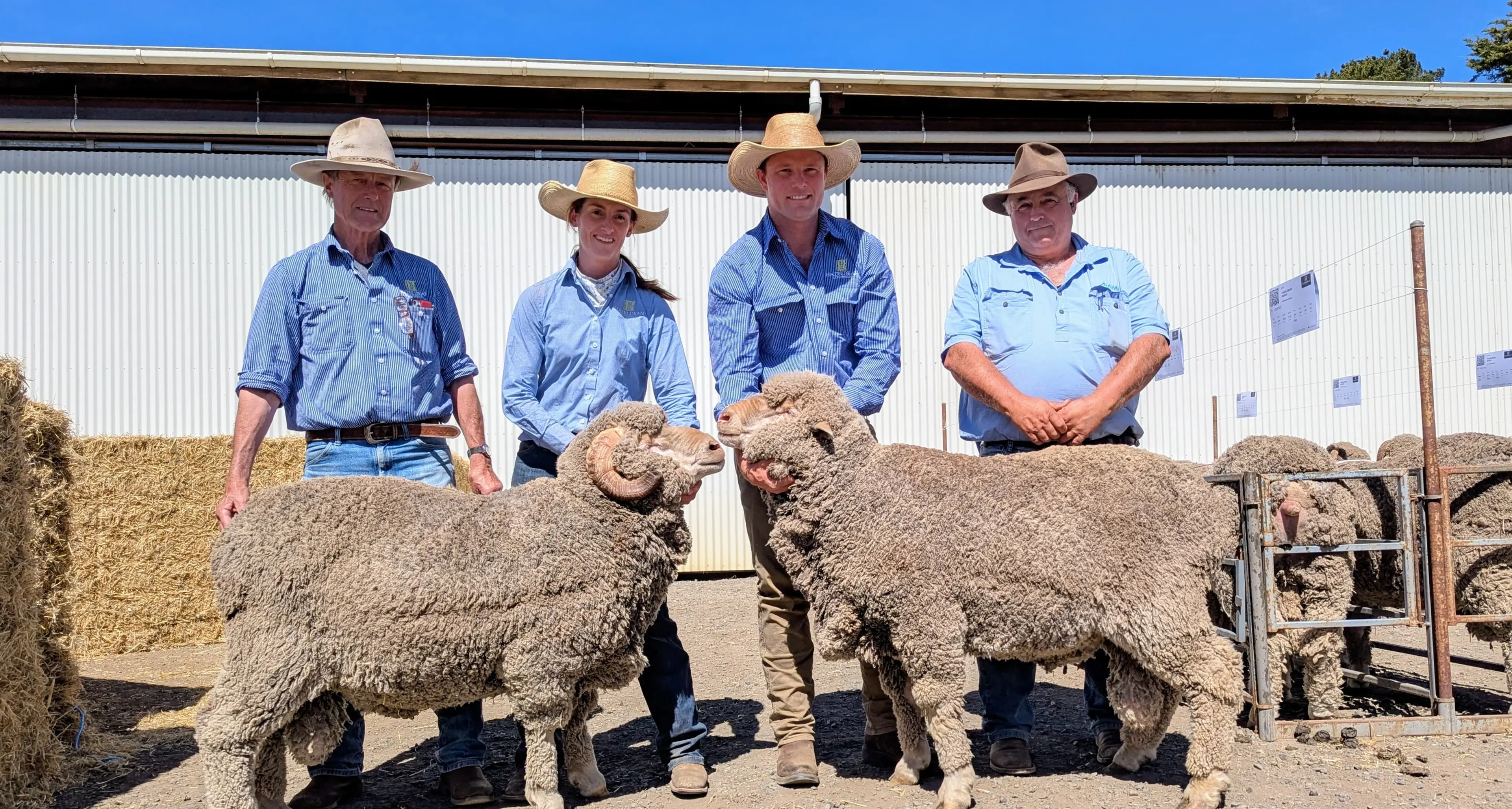 Snowy Monaro livestock market update