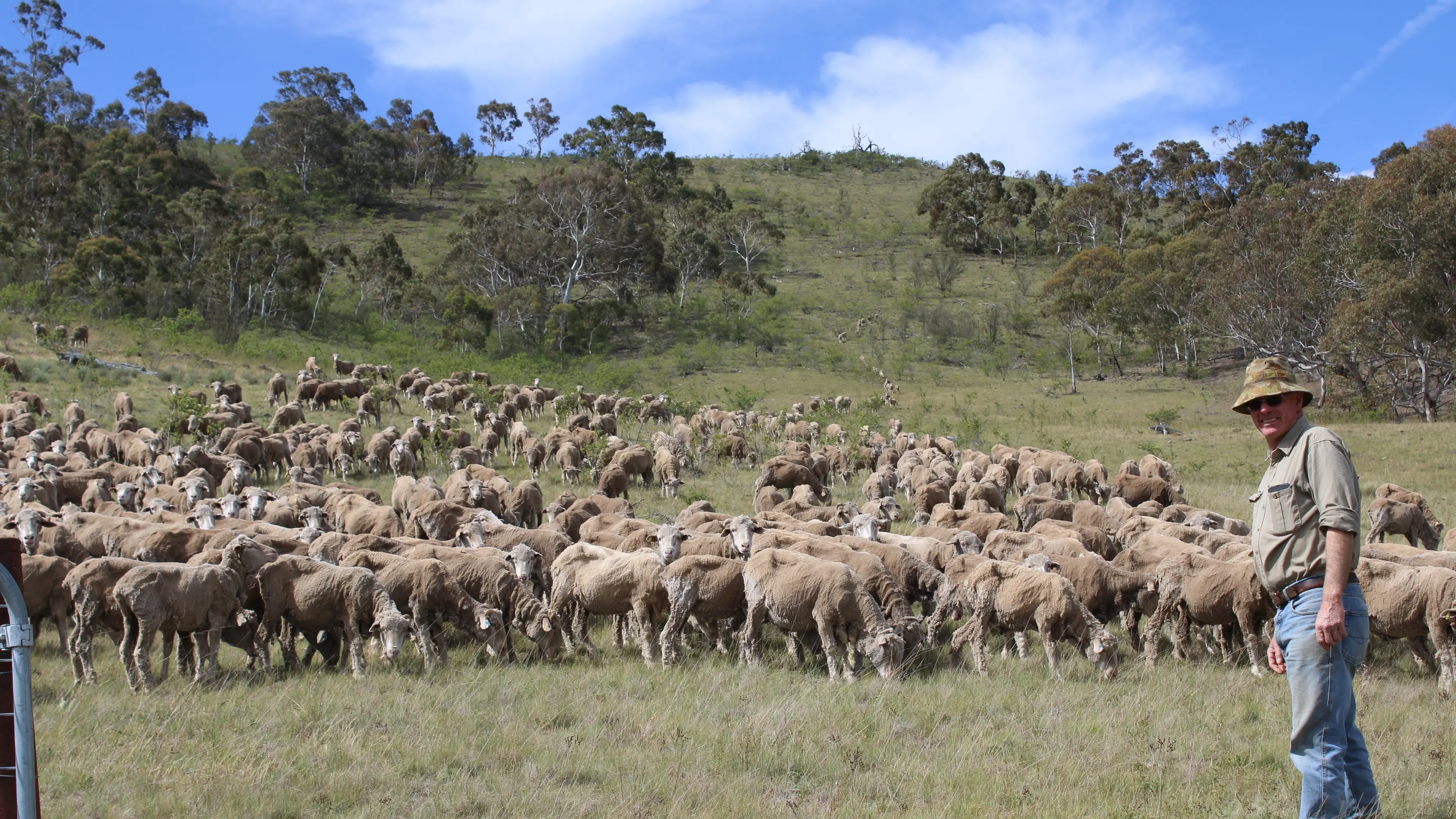 Snowy Monaro farmers' resilience being tested