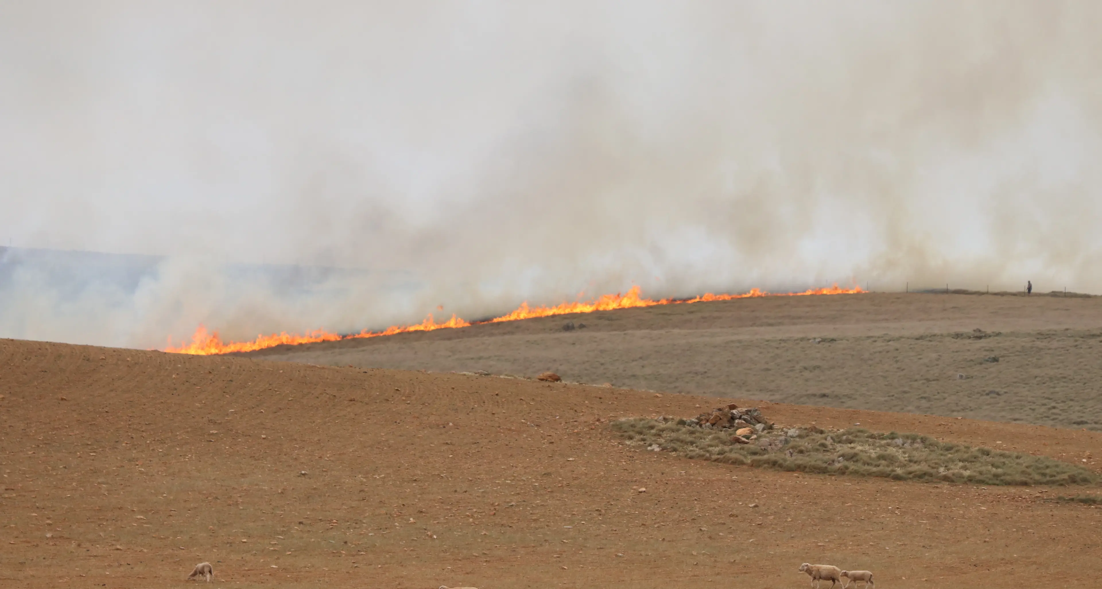 Protect livestock from bushfires
