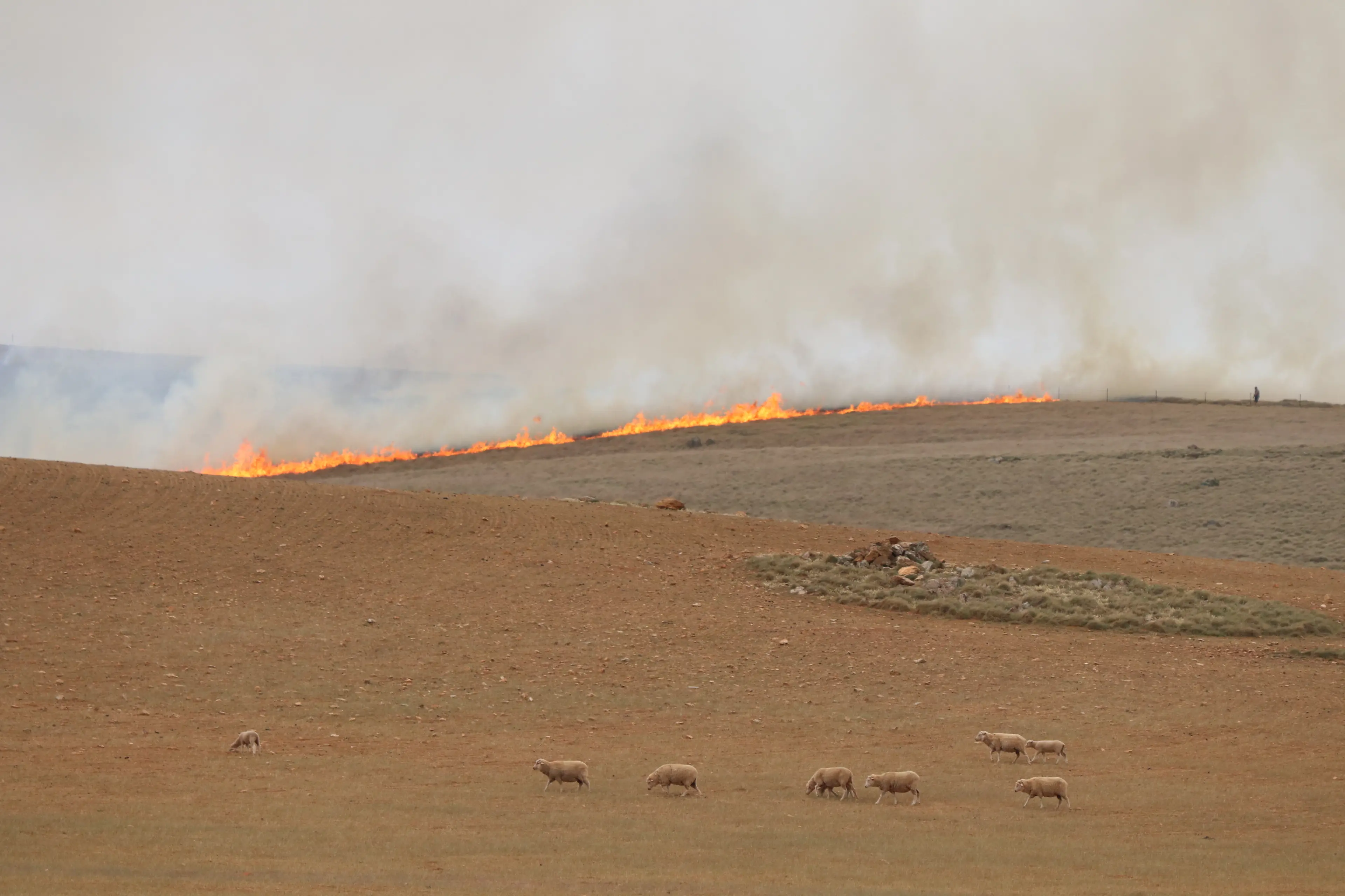 Protect livestock from bushfires