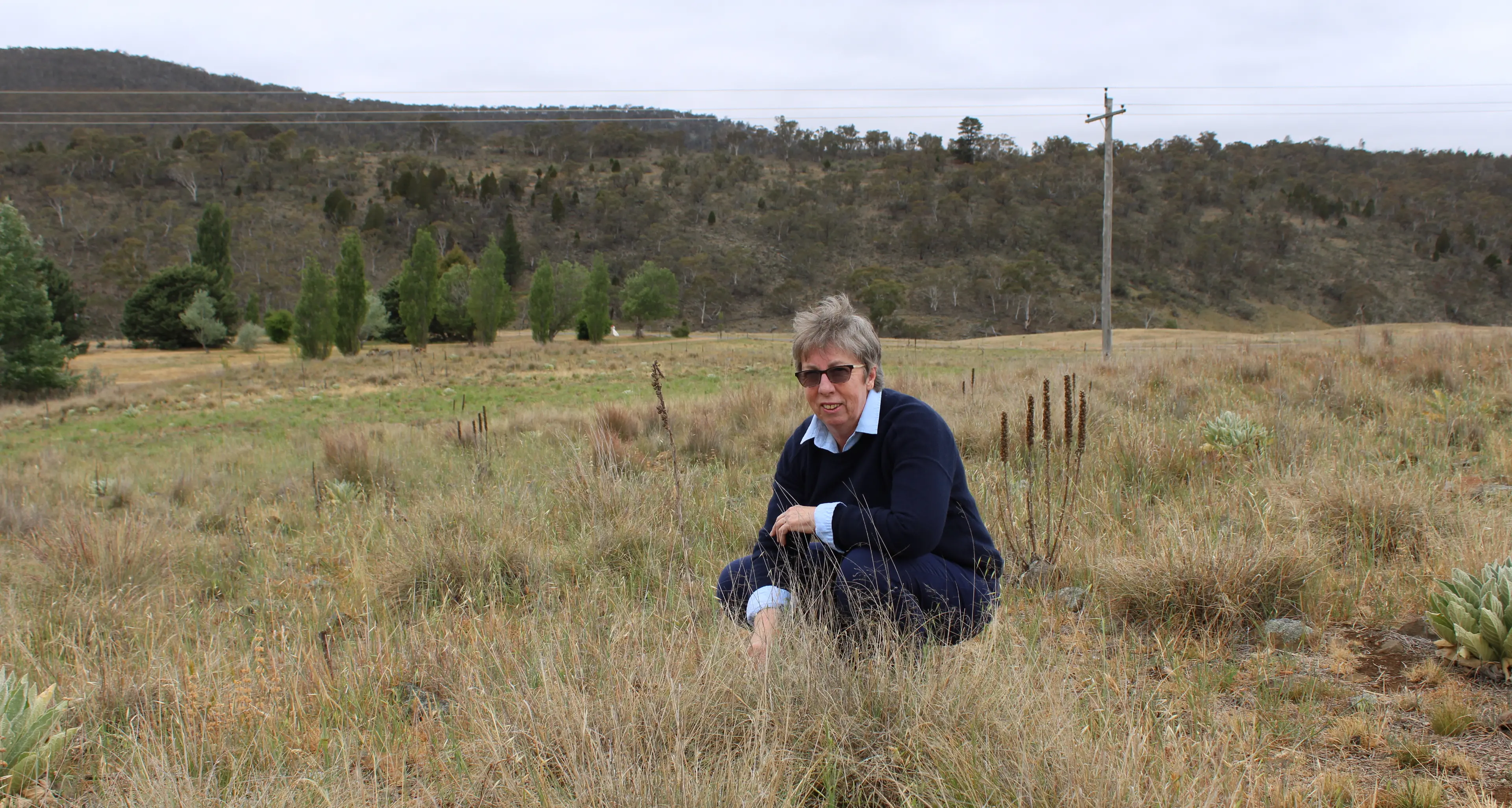 Snowy Monaro working group tackles lovegrass spread