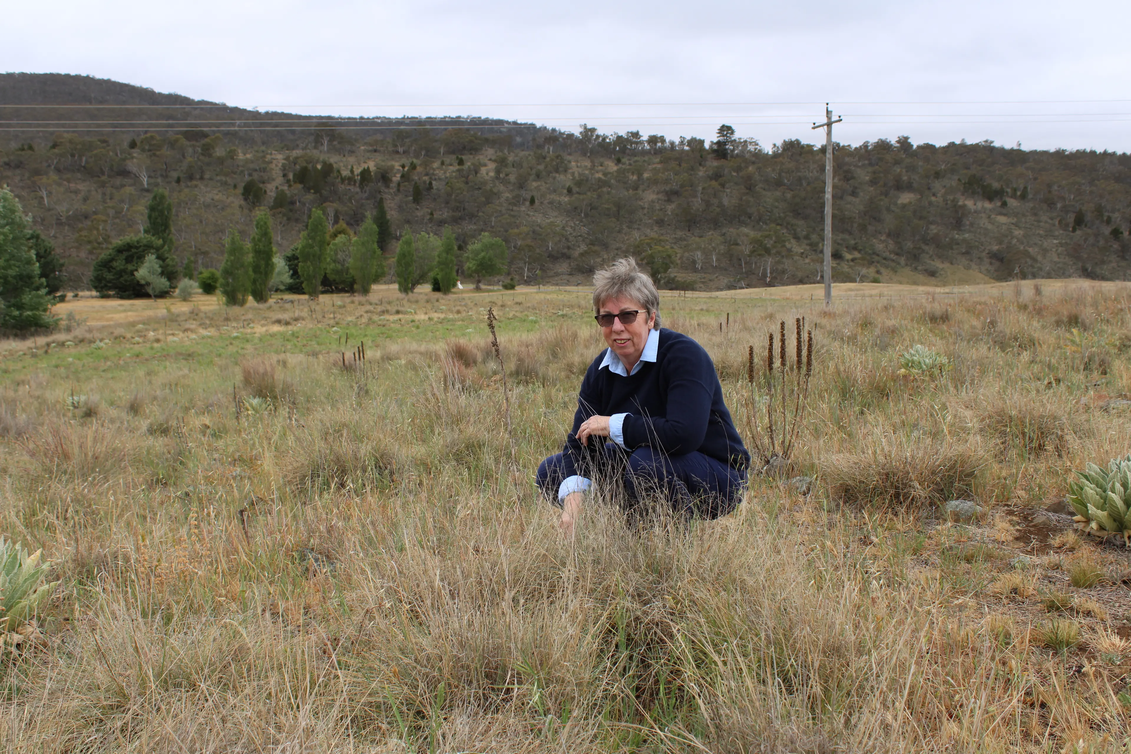 <p>CHALLENGE: Narelle Davis is the chair of a local working group liaising with government to improve the current legislation to manage ALG on the Monaro.  PHOTO: Melinda Cairns Hack</p>\\n