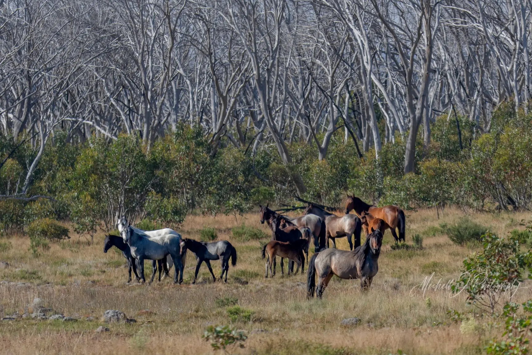 Kosciuszko Brumby heritage bill scrapped