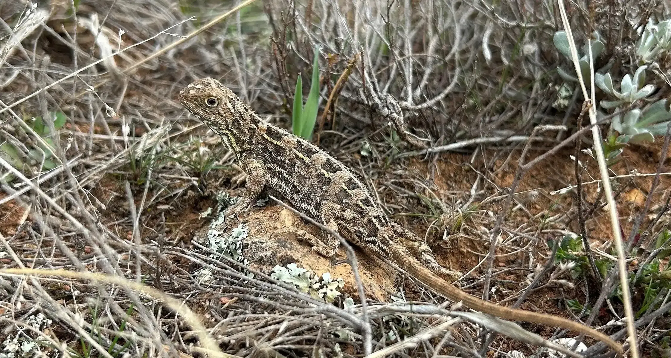 South East LLS field event at Michelago