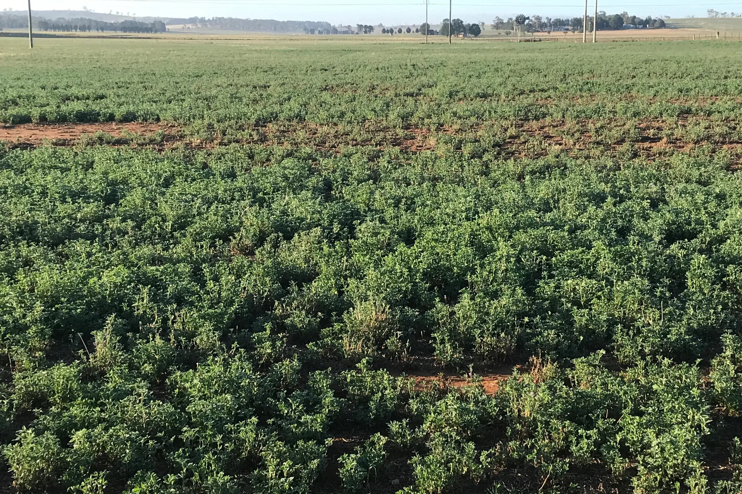 <p>LET IT RAIN: Lucerne pastures have responded to January rain on the Monaro. PHOTO: Supplied</p>\\n