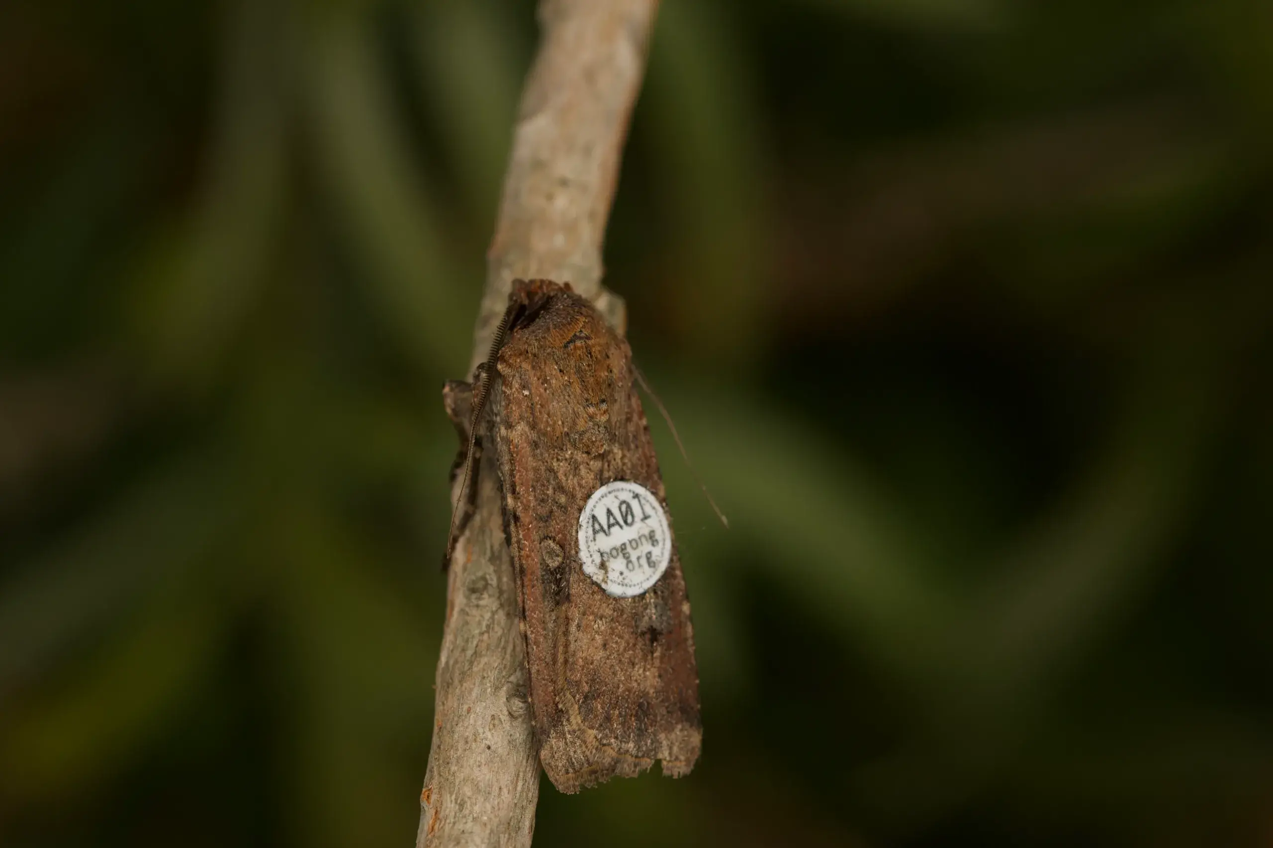 <p>STUDY: Researchers will apply small, circular, paper tags to Bogong moth wings, each with their own unique identifier so researchers can distinguish between individual moths. PHOTO: Supplied</p>\\n