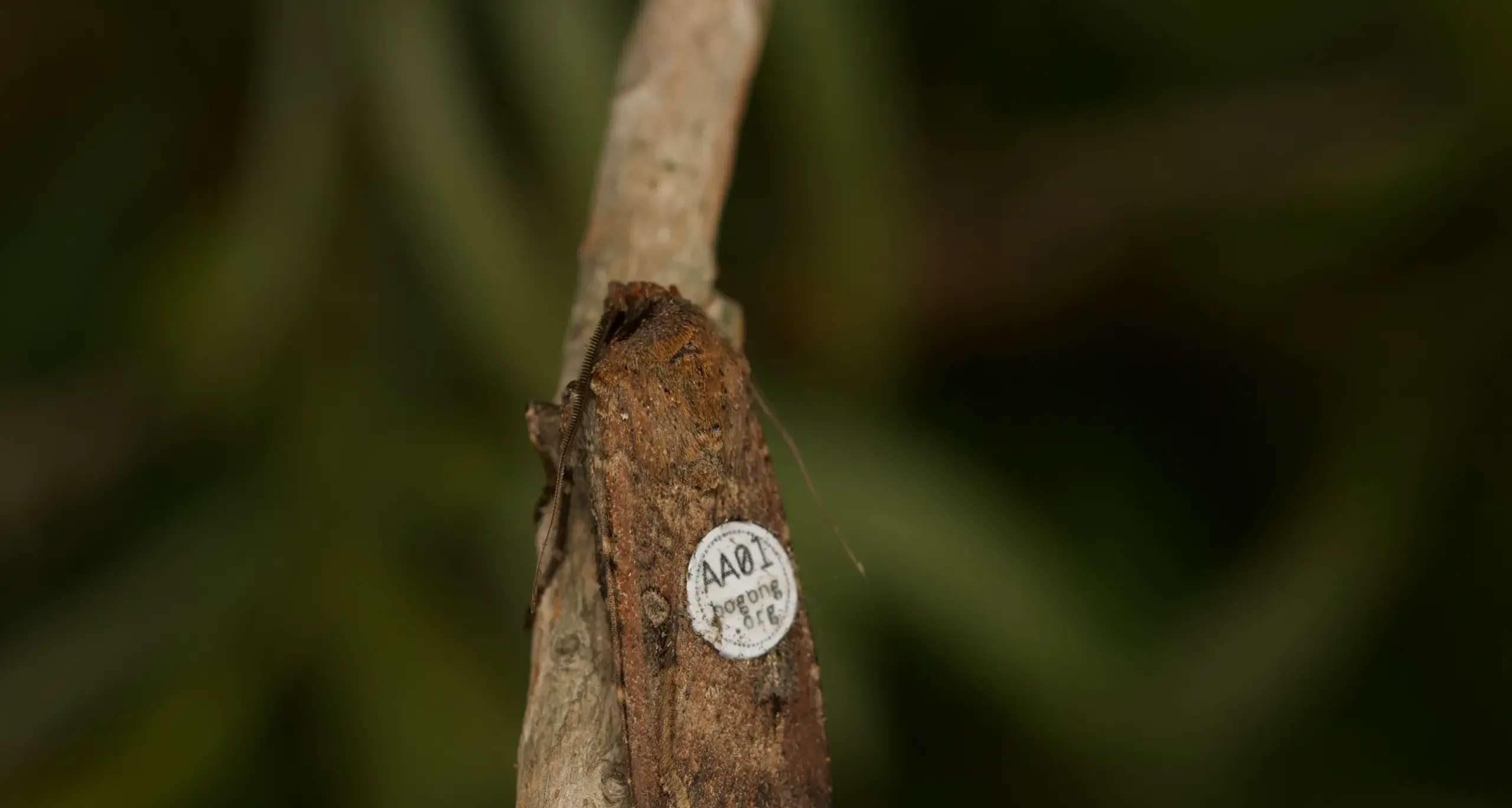 Region to help Bogong moth study
