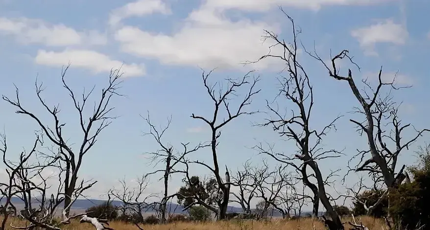 Award winning Snowy Monaro doco to screening in region