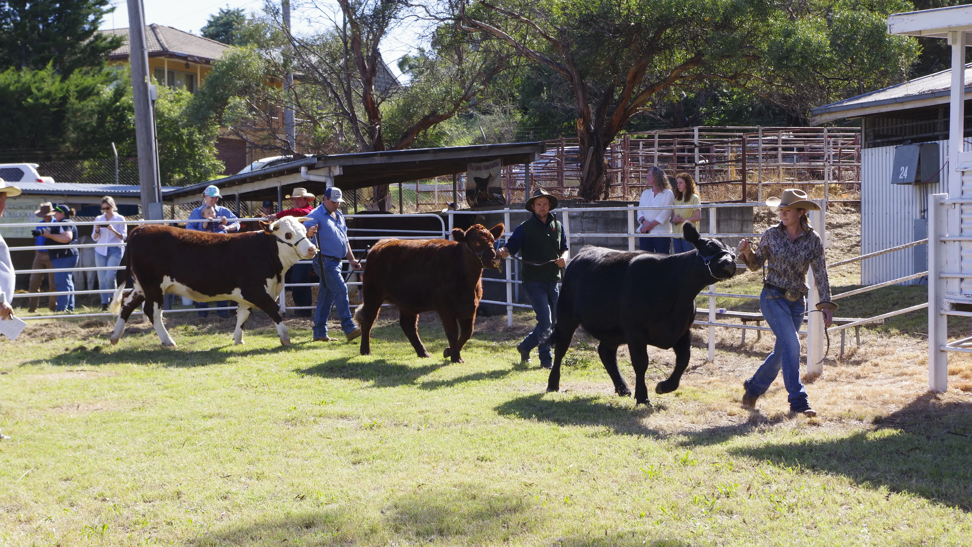 Best of beef paraders on display at Cooma Show