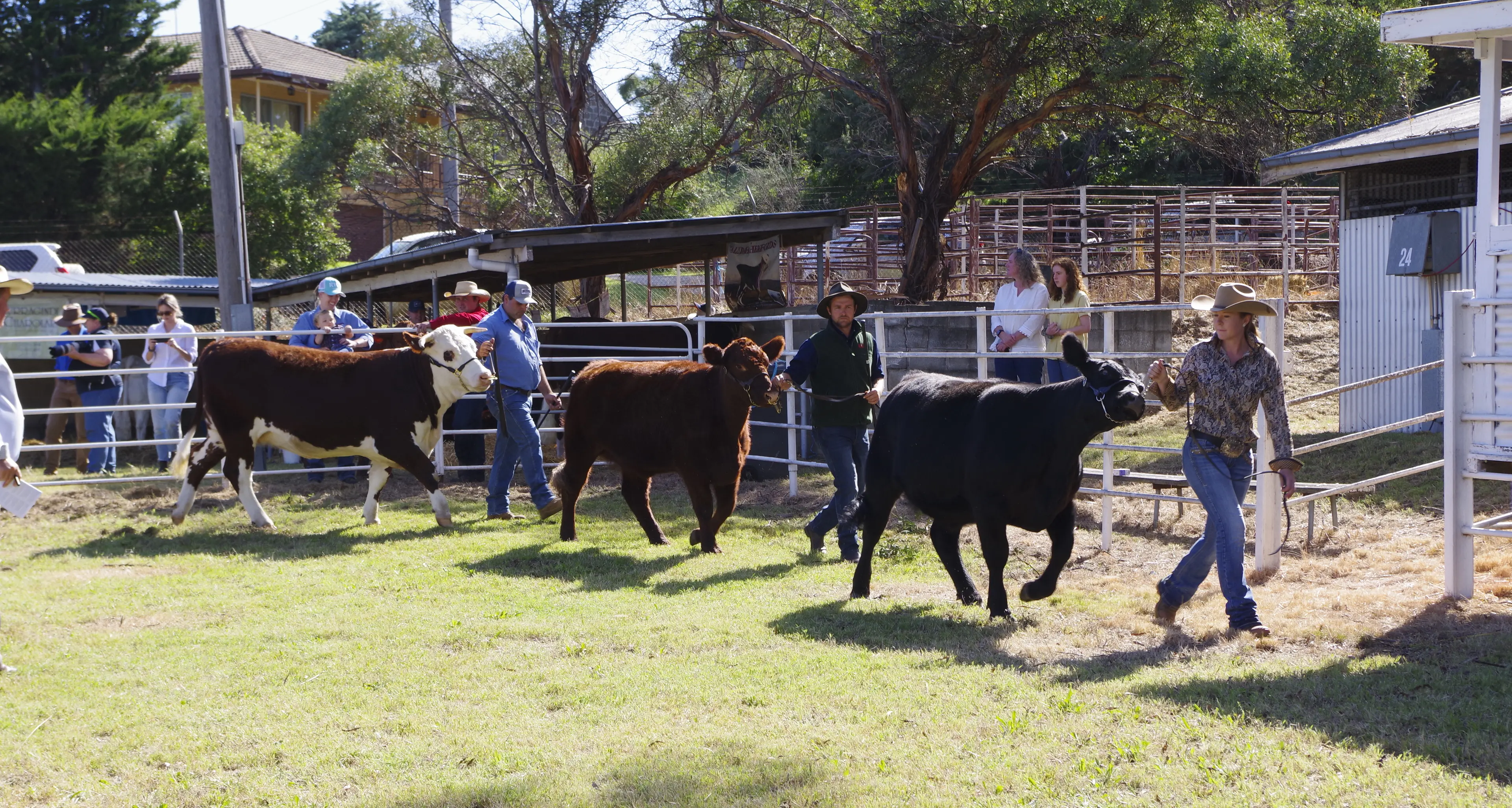 Best of beef paraders on display at Cooma Show