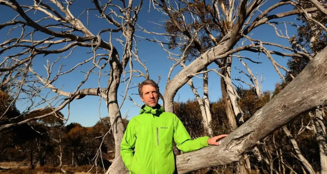 Australian Alps snow gums dieback raises water fears