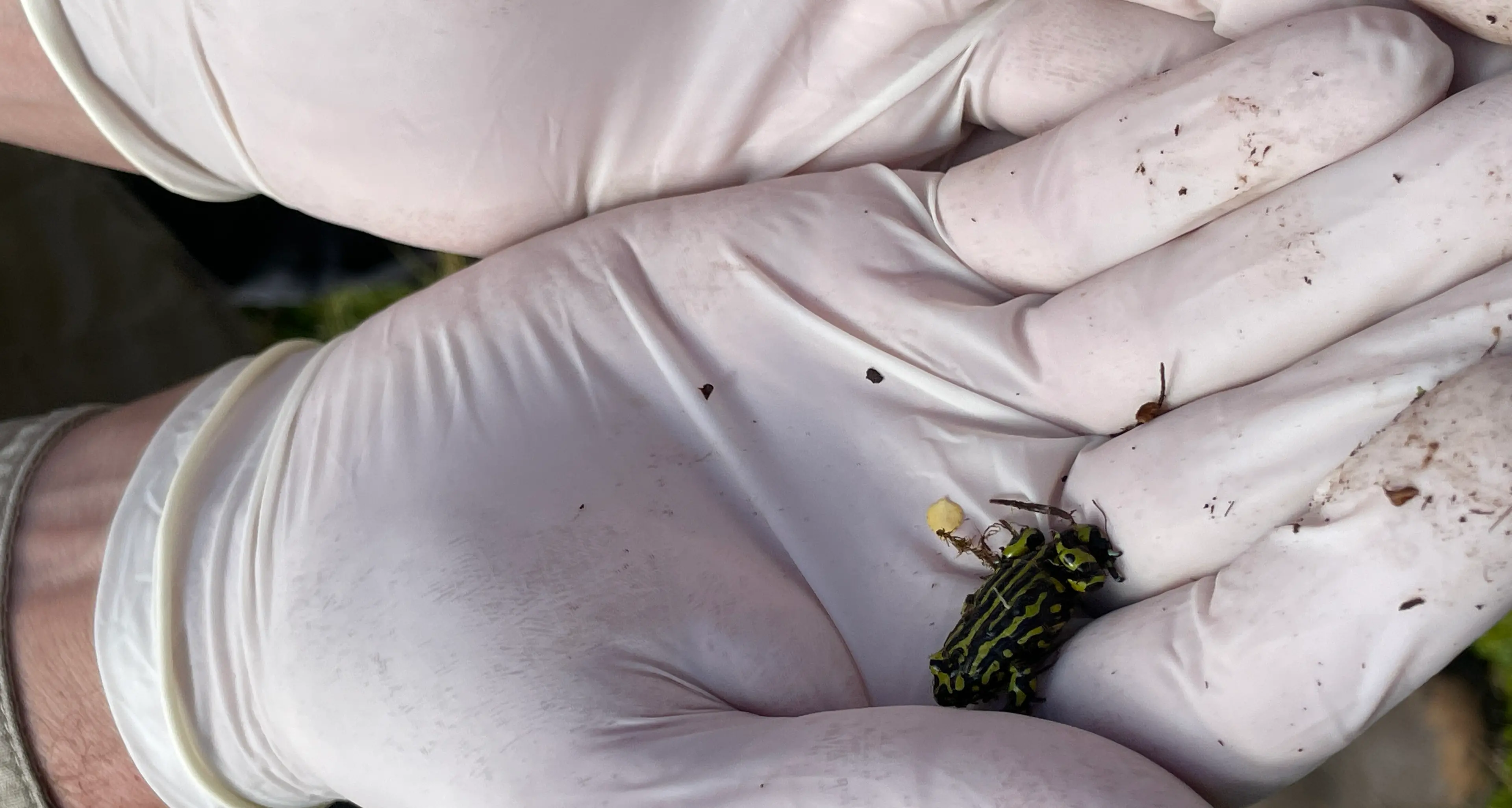 Protecting the Northern Corroboree Frog