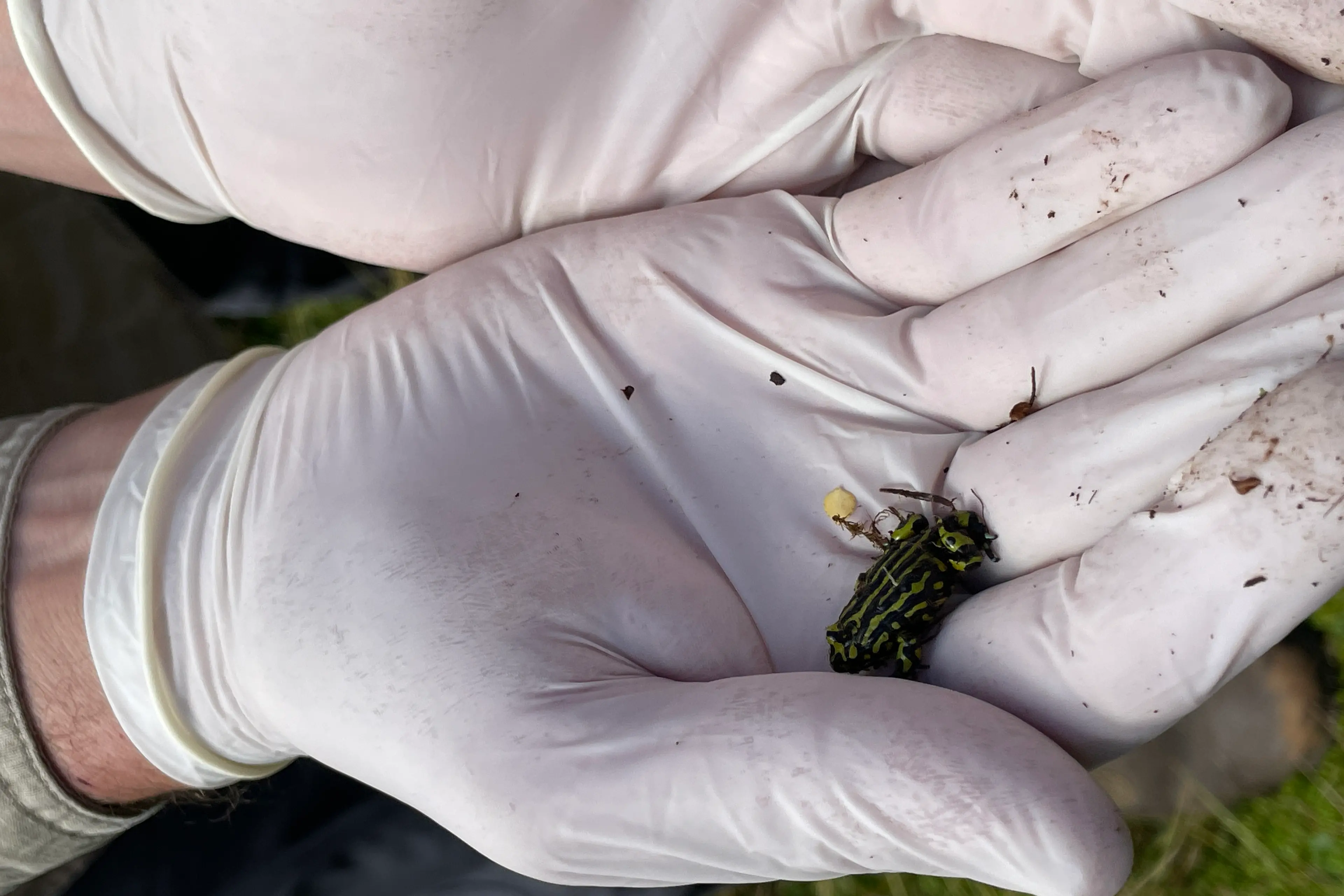 <p>ENVIRONMENT: Cultural and conservation efforts continue to protect the Northern Corroboree Frog. PHOTO: LLS</p>\\n
